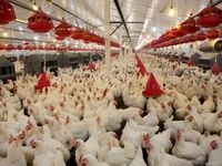 شناسایی گونه‌ای تازه از انگل در مرغ‌های گوشتی ایران